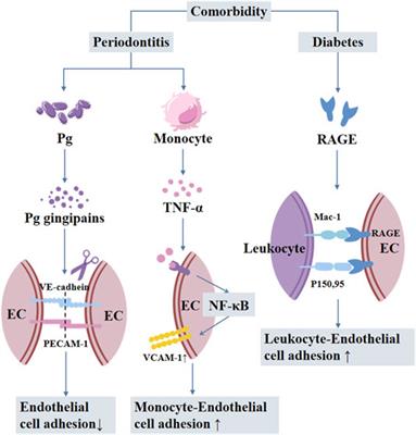 Sulfonylureas for Treatment of Periodontitis-Diabetes Comorbidity-Related Complications: Killing Two Birds With One Stone